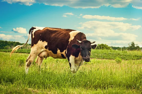 Kráva Pasoucí Zeleném Trávníku Proti Zatažené Obloze — Stock fotografie