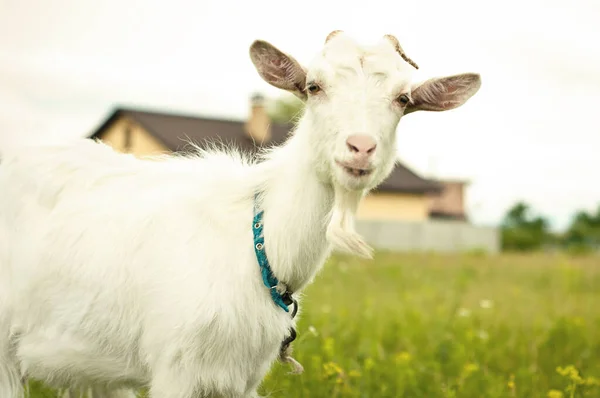 Close Portrait White Adult Goat Grassing Green Summer Meadow Field — Stock Photo, Image