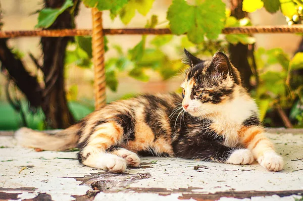 Üç takım elbiseli, kırmızı-siyah-beyaz bir kedi bir bankta yatıyor..