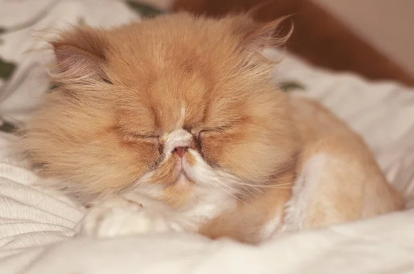 Hermoso Gato Persa Duerme Una Almohada — Foto de Stock