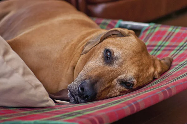 Kızılkemik Rakun Köpeği kareli bir kanepede yatıyor.