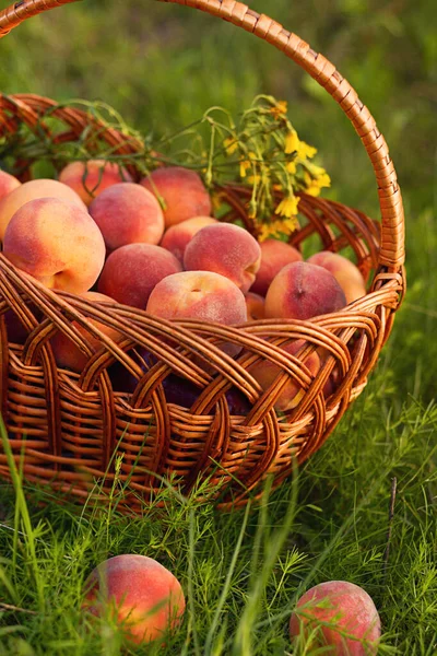 Ripe Peaches Lie Grass Village Background Full Basket Peaches — Stock Photo, Image