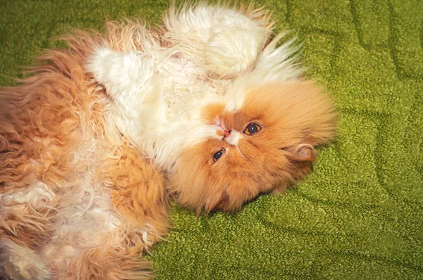 Hermoso Blanco Melocotón Gato Persa Exot Encuentra Una Alfombra Verde — Foto de Stock