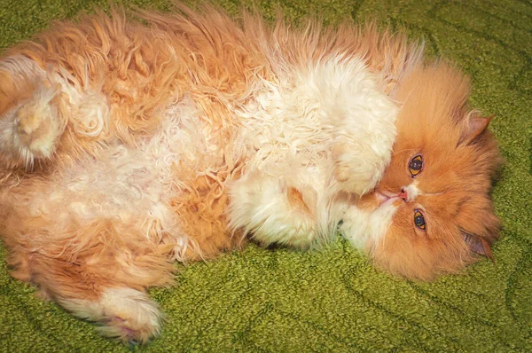 Hermoso Blanco Melocotón Gato Persa Exot Encuentra Una Alfombra Verde — Foto de Stock