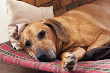 Redbone Coonhound lies on a checkered sofa clipart
