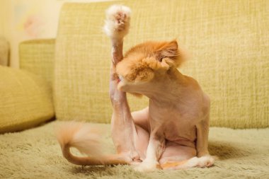 Şeftalili İran kedisi kanepede yalanıyor..