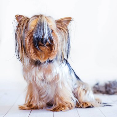 Hafif ahşap arka planda yeniden uzamış tüyleri olan Yorkshire Teriyeri tımarlanmadan önce poz veriyor. Şirin ve komik köpecik..