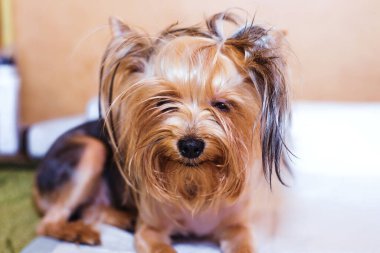 Hafif arka plandaki Yorkshire Teriyeri tımardan sonra yatar. Evcil hayvan tıraşlı sevimli ve komik bir köpek..