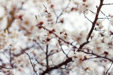 Sabah güneşinde beyaz çiçeklerle çiçek açan ağaç. Yumuşak odaklanma. Bahar çiçeği arkaplanı