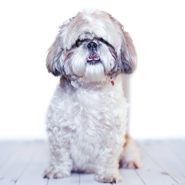 Yetiştirilmeden önce açık ahşap arka planda yeniden uzamış saçları olan Shih tzu. Hayvan tıraşından önce sevimli ve komik bir köpek..