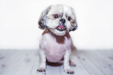 Shih Tzu tımardan sonra hafif ahşap bir arka planda. Evcil hayvan tıraşlı sevimli ve komik bir köpek..