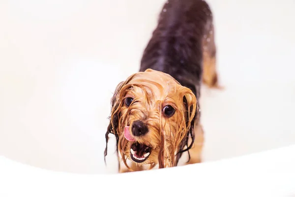 Yorkshire Teriyeri sudan ıslanmış bir küvette banyo yapar ve gülümser. Şirin ve komik köpecik..