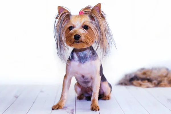 Yorkshire Terrier Sitzt Nach Der Pflege Auf Einem Hellen Holzboden — Stockfoto