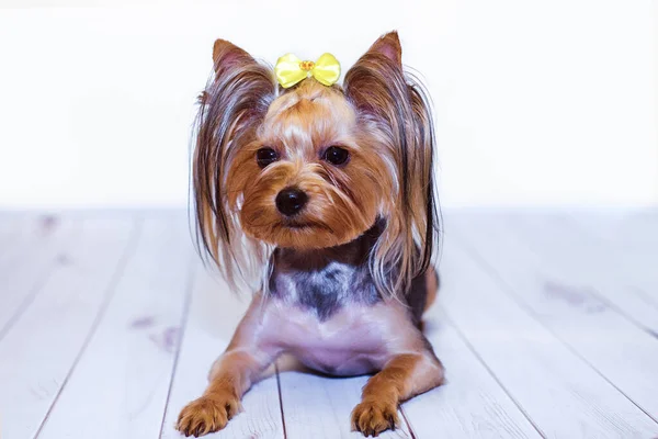 Hafif ahşap arka planda Yorkshire Teriyeri tımardan sonra yatar. Evcil hayvan tıraşlı sevimli ve komik bir köpek..