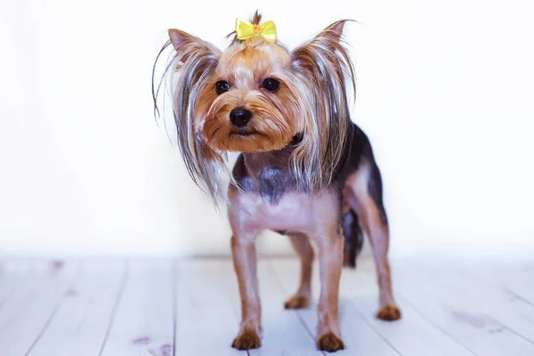 Yorkshire Terrier Jasnym Drewnianym Tle Stoi Pielęgnacji Słodki Zabawny Piesek — Zdjęcie stockowe