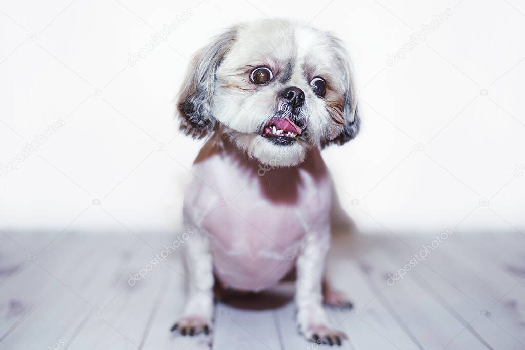 Shih Tzu on a light wooden background after grooming. Cute and funny doggie with pet haircut.