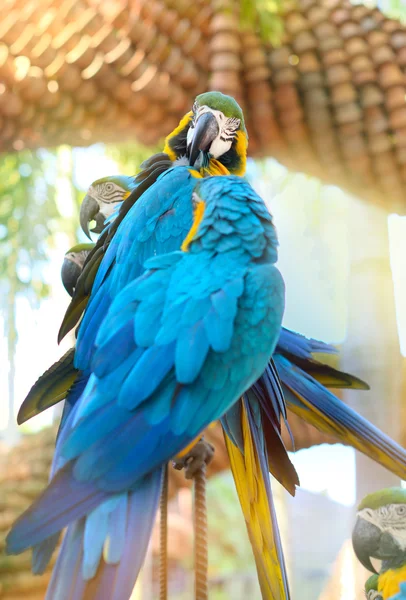Papuga pierze szczotkowanie. — Zdjęcie stockowe
