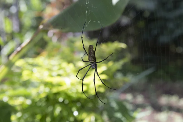 Προφίλ της spider2 ένα — Φωτογραφία Αρχείου