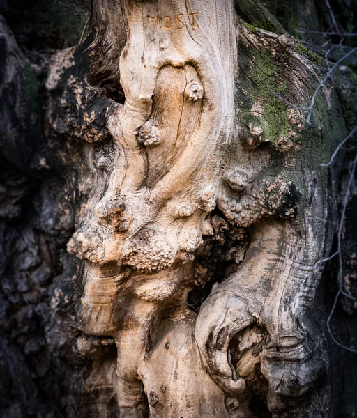 Casca de árvore velha perto — Fotografia de Stock