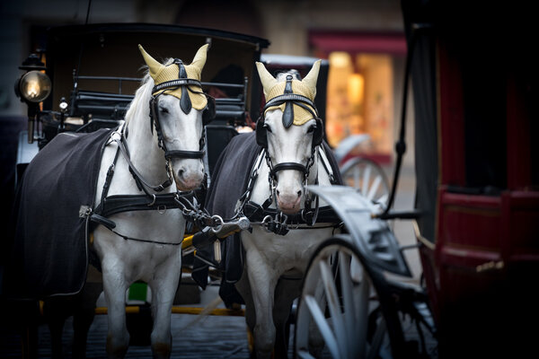 Horses and carriage on stefansplatz in Vienna