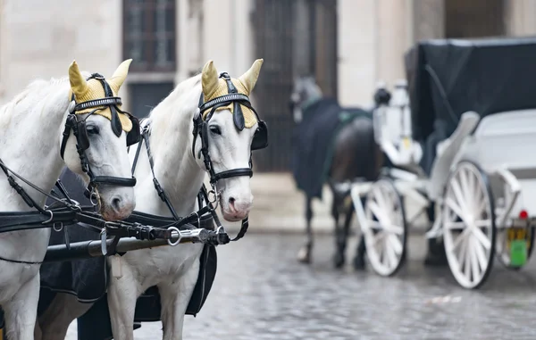 Cavalli e carrozza su stefansplatz a Vienna — Foto Stock