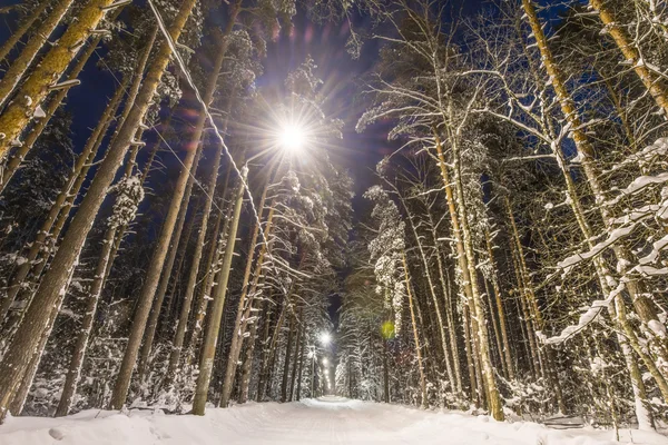 Bosque de invierno cubierto de nieve —  Fotos de Stock