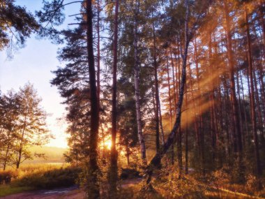 Orman yolu ve ağaçların arasından akan güneş ışınları