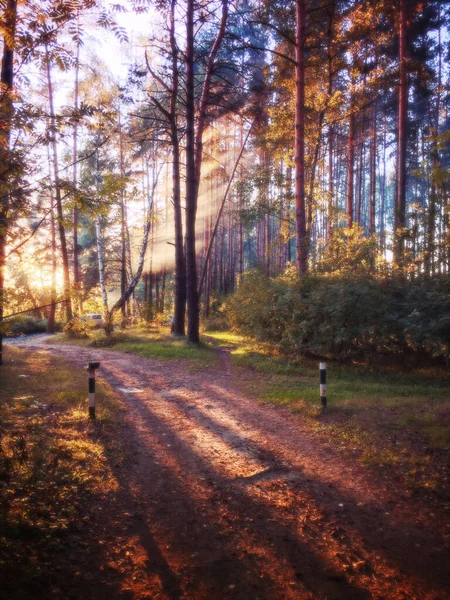 Sentier Forestier Rayons Soleil Traversant Les Arbres — Photo