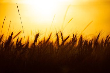 Gün batımında buğday tarlası. Arka planda güneş var. Yakın görünüm.