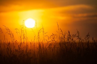 Gün batımında buğday tarlası. Arka planda güneş var. Yakın görünüm.