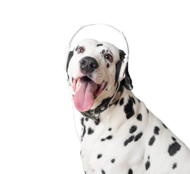 Sevimli Dalmaçyalı köpek kulaklık ve yaka.