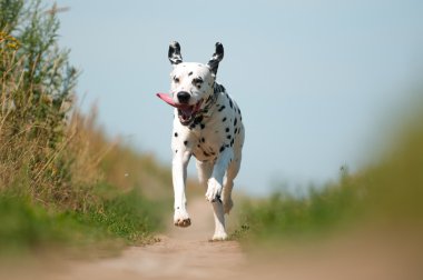 Dalmaçyalı köpeklerin yolda çalışan Önden Görünüm