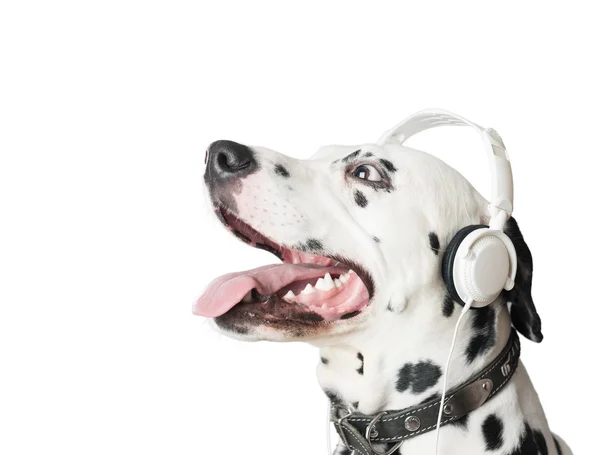 Charmante Dalmatische hond in hoofdtelefoons en kraag. — Stockfoto