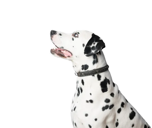 Młody dalmatyńczyk pies w OBROŻA SKÓRZANA — Zdjęcie stockowe