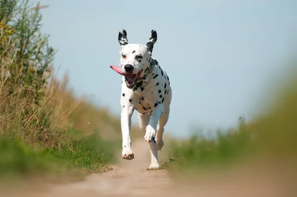 Вид спереду Далматинський собака біжить на шляху — стокове фото