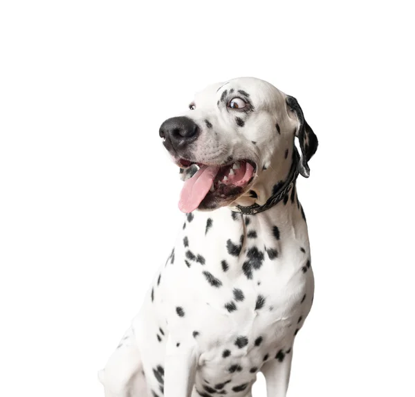 Cão dálmata engraçado com língua pendurada . — Fotografia de Stock