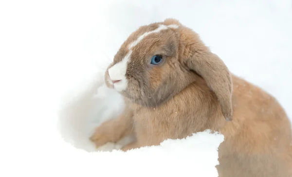 Divertente coniglio carino con gli occhi azzurri seduti nella neve . — Foto Stock