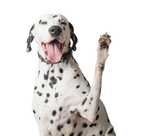 Dalmatin s jazykem visí vlny jeho tlapy. — Stock fotografie