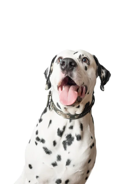 Cão dálmata engraçado com língua pendurada . — Fotografia de Stock