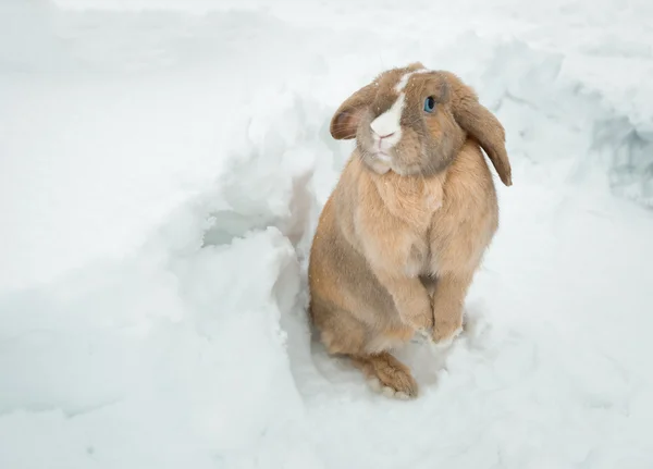 Lustige niedliche Kaninchen mit blauen Augen — Stockfoto