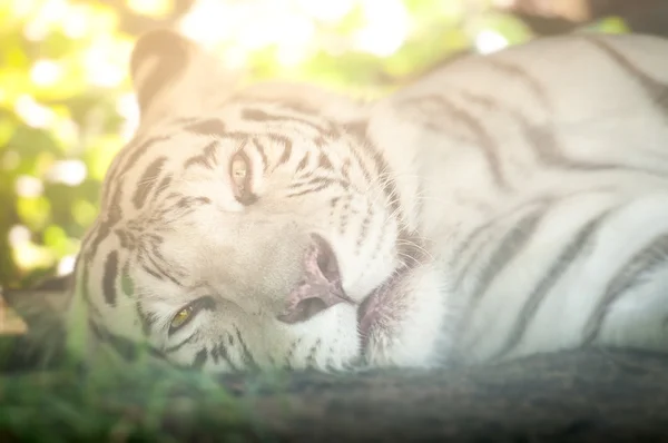 Biały tygrys w pozycji leżącej — Zdjęcie stockowe