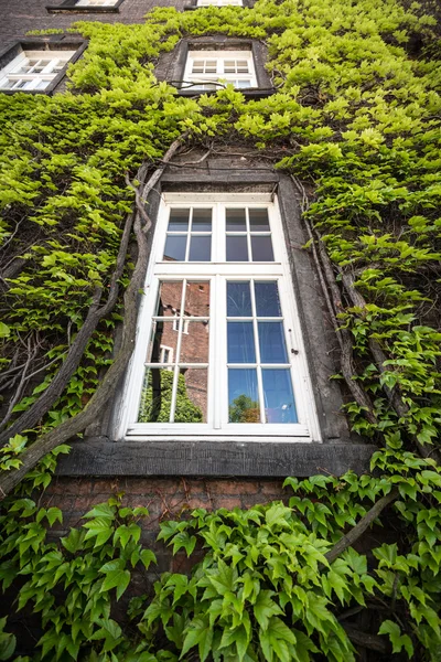 Green ivy tree over window — Stock Photo, Image