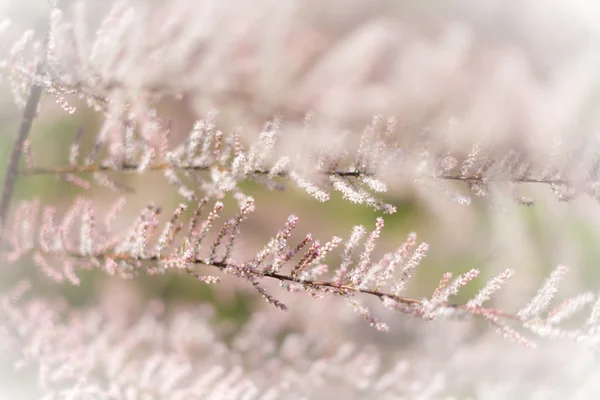 春のピンクの木の枝 — ストック写真