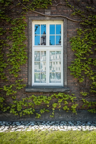 Groene klimop boom over venster — Stockfoto