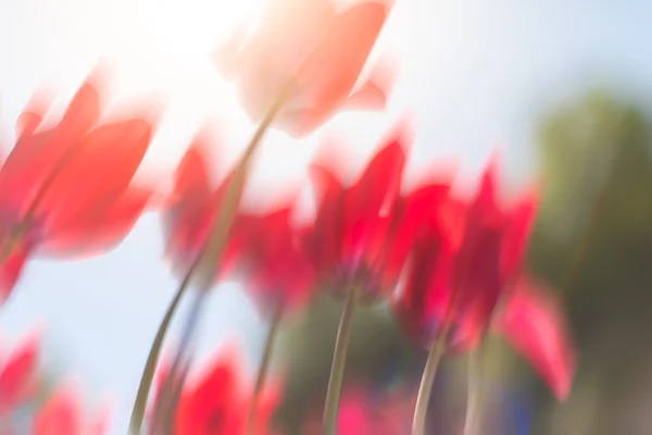 Červené tulipány v oboru — Stock fotografie