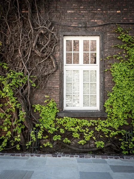 Lierre vert sur la fenêtre — Photo