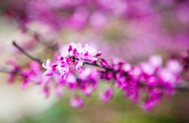 çiçek bahar menekşe arka plan şube