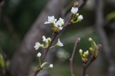 çiçek bahar arka plan şube