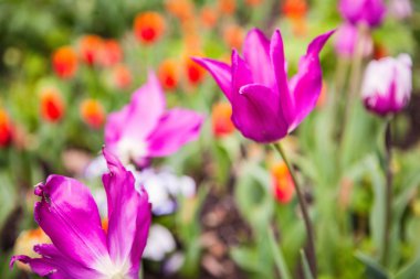 bahar bahçe çiçekler