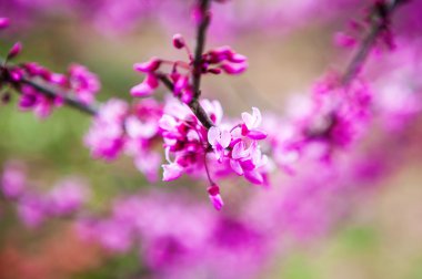 çiçek bahar menekşe arka plan şube